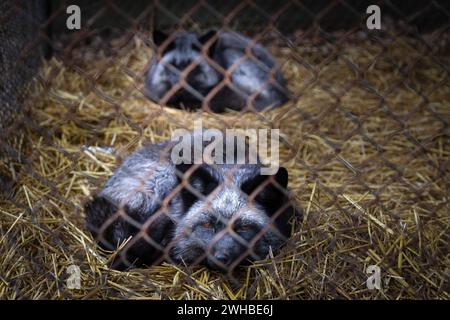 Non esclusiva: CHUBYNSKE, UCRAINA - 8 FEBBRAIO 2024 - le volpi d'argento vivono al Wild Animals Rescue Center, Chubynske, regione di Kiev, Ucraina settentrionale. Foto Stock