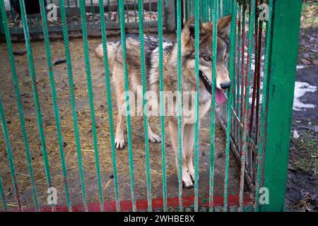 Non esclusiva: CHUBYNSKE, UCRAINA - 8 FEBBRAIO 2024 - Un lupo rimane in un recinto presso il Wild Animals Rescue Center, Chubynske, regione di Kiev, a nord Foto Stock