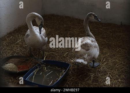 Non esclusiva: CHUBYNSKE, UCRAINA - 8 FEBBRAIO 2024 - i cigni selvatici vivono al Wild Animals Rescue Center, Chubynske, regione di Kiev, Ucraina settentrionale. Foto Stock