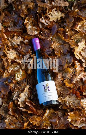 Cabernet Noir 2022 bottiglia di vino inglese, annidata tra le foglie di quercia autunnale. Heartenoak Vineyard, Heartenoak Rd, Hawkhurst, Cranbrook, Kent, Inghilterra. Foto Stock