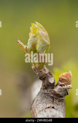 Bud Break sulle vigne. La fioritura inizia nel vigneto. Hambledon Vineyard, Hambledon, Hampshire, Inghilterra. Foto Stock