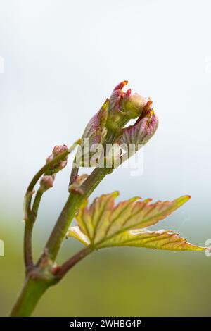 Bud Break sulle vigne. La fioritura inizia nel vigneto. Hambledon Vineyard, Hambledon, Hampshire, Inghilterra. Foto Stock