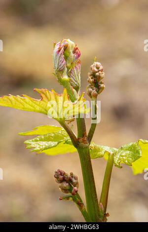 Bud Break sulle vigne. La fioritura inizia nel vigneto. Hambledon Vineyard, Hambledon, Hampshire, Inghilterra. Foto Stock