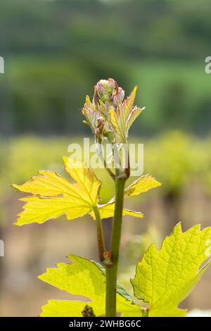 Bud Break sulle vigne. La fioritura inizia nel vigneto. Hambledon Vineyard, Hambledon, Hampshire, Inghilterra. Foto Stock