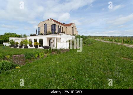 Exton Park, pluripremiato produttore inglese di vino frizzante situato a est di Winchester, nel South Downs National Park dell'Hampshire. 60 acri di vigneto. Foto Stock