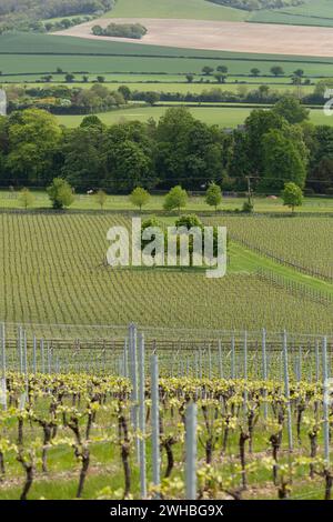 Exton Park, pluripremiato produttore inglese di vino frizzante situato a est di Winchester, nel South Downs National Park dell'Hampshire. 60 acri di vigneto. Foto Stock