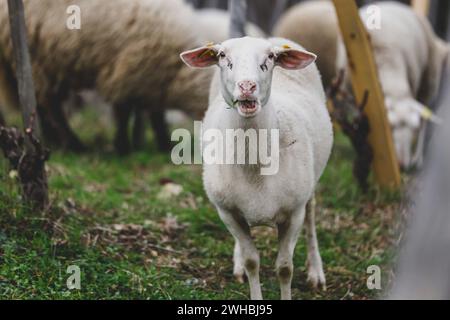 Vienne, Francia. 9 febbraio 2024. © PHOTOPQR/LE DAUPHINE/Jean-Baptiste BORNIER ; Vienne ; 09/02/2024 ; Vienne (Isère), le 9 février 2024. Associazione Naturama. Les Moutons vont pouvoir se prélasser tout en entretenant les coteaux de vignes. Foto : Jean-Baptiste Bornier/le Dauphiné Libéré Vienne, Francia, 9 febbraio 2024 Associazione Naturama. Le pecore potranno rilassarsi mantenendo le pendici del vigneto. Crediti: MAXPPP/Alamy Live News Foto Stock