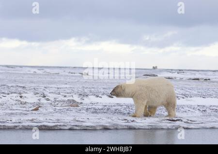 Ibrido orso polare grizzly, Ursus maritimus, la forma del muso e del corpo di questo orso è un regalo il suo collo corto ANWR Arctic Alaska Foto Stock