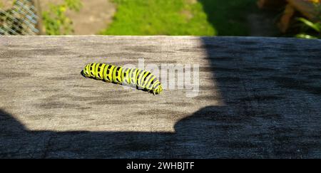 Un bruco dai colori vivaci scorre all'ombra su una tavola di legno Foto Stock