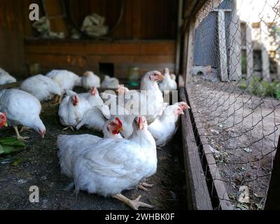 I polli da carne si siedono e riposano nella fattoria e guardano attraverso la rete metallica Foto Stock