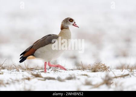 Nilgans Alopochen aegyptiacus, invasive Tierart in Europa, am NIderrhein im Winter, wandert über schneebedecktes Ackerland, auf der Suche nach Nahrung, Wildgans, Wildtiere, Deutschland, Europa. Alopochen aegyptiacus dell'oca egiziana, specie invasiva in inverno, camminando su terreni agricoli innevati , alla ricerca di cibo, fauna selvatica, Europa. Nordrhein-Westfalen Deutschland, Westeuropa Foto Stock