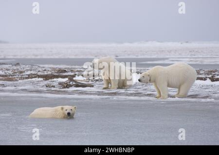 Gli orsi polari Ursus maritimus cucciolano nell'acqua della laguna seminano e cinghiali lungo un'isola barriera kaktovik anwr Alaska Foto Stock