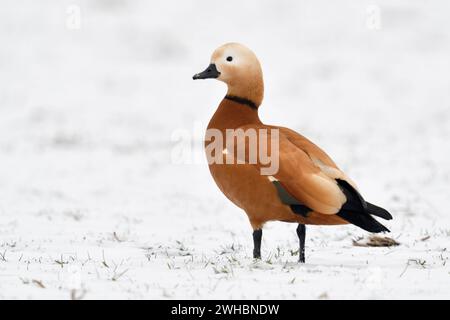 Rostgans Tadorne casarca im Schnee, Wildgans, invasive Spezies in Europa, überwinterndes Männchen im Brutkleid, steht auf schneebedecktem Ackerland am Niederrhein, Naturschutzgebiet Bislicher Insel, Wildtier. *** Ruddy Shelduck / Rostgans Tadorne casarca , svernamento maschile in abito da riproduzione, in piedi su terreni agricoli innevati, spezie invasive in Europa, fauna selvatica. Nordrhein-Westfalen Deutschland, Westeuropa Foto Stock