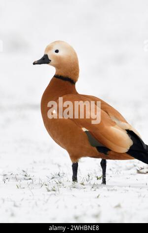 Rostgans Tadorne casarca im Schnee, Wildgans, invasive Spezies in Europa, überwinterndes Männchen im Brutkleid, steht auf schneebedecktem Ackerland am Niederrhein, Naturschutzgebiet Bislicher Insel, Wildtier. *** Ruddy Shelduck / Rostgans Tadorne casarca , svernamento maschile in abito da riproduzione, in piedi su terreni agricoli innevati, spezie invasive in Europa, fauna selvatica. Nordrhein-Westfalen Deutschland, Westeuropa Foto Stock