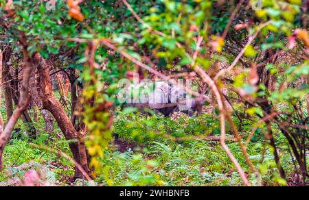 Un grande rinoceronte indiano femminile insieme al suo cucciolo che si riprende in un'area boscosa del Pobitora Wildlife Sanctuary ad Assam, in India. Foto Stock