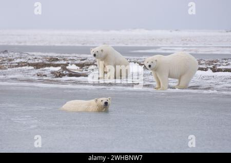 Gli orsi polari Ursus maritimus cucciolano nell'acqua della laguna seminano e cinghiali lungo un'isola barriera kaktovik anwr Alaska Foto Stock