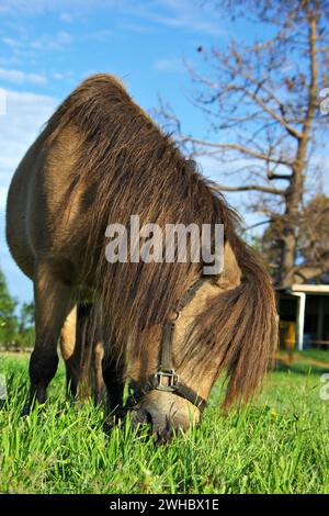Cavallo mangiare erba Foto Stock