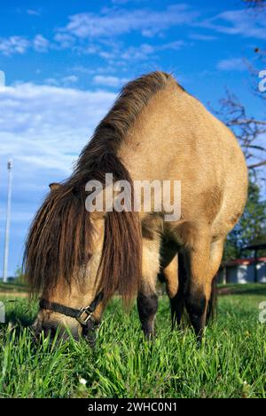 Mini cavallo che mangia erba Foto Stock