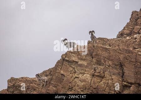 Argali, Ovis ammon, Tsokar, Ladakh, India Foto Stock