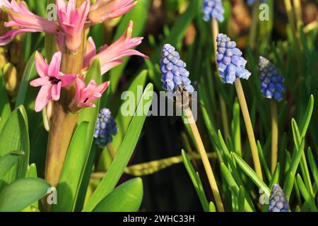 Ape su un Giacinto d'uva blu. Foto Stock