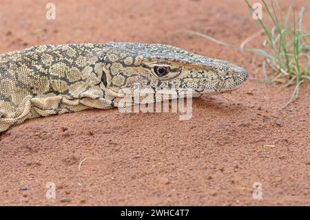 Monitora la lucertola sulla sabbia rossa del deserto Foto Stock