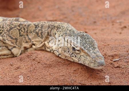 Monitora la lucertola sulla sabbia rossa del deserto Foto Stock