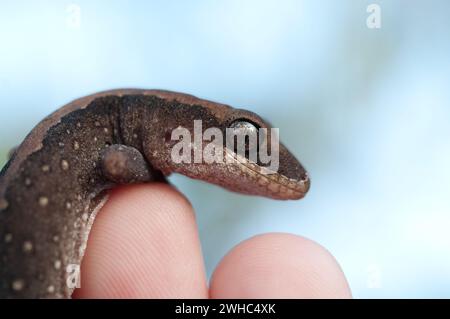 Lined Gecko (chiamato anche Sago Gecko) Gekko vittatus Foto Stock