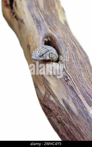 Goanna dalla coda a strisce (Varanus gilleni), Baumwaran, Australia, Australien Foto Stock