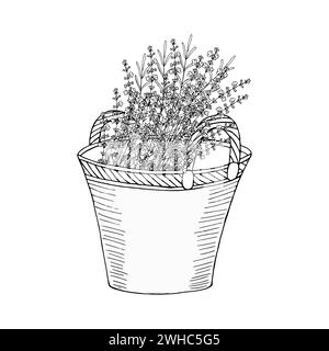 Bouquet di fiori di lavanda in cesto di vimini. Illustrazione in stile di schizzo lineare disegnata a mano con vettore in bianco e nero per la progettazione con elementi isolati Illustrazione Vettoriale