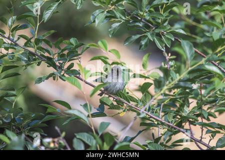 Rosefinch comune, Carpodacus erythrinus, femmina, Nubra, Ladakh, India Foto Stock