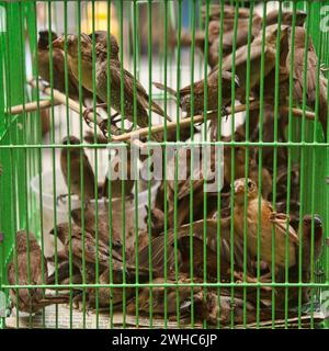 Uccelli in una gabbia Foto Stock