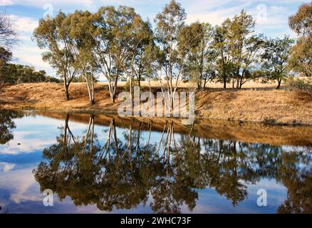 Alberi di gomma che si riflettono nel fiume Foto Stock