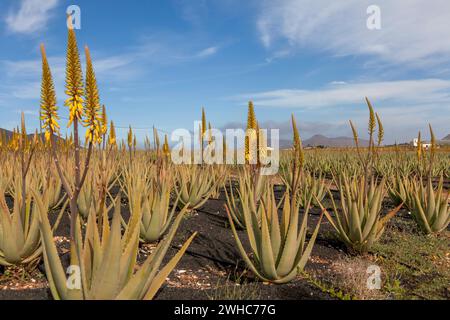 Coltivazione di aloe vera a Fuerteventura, Isole Canarie, Spagna Foto Stock