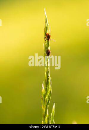 Tre zecche, zecche di castoro (Ixodes ricinus), aggrappati su una lama d'erba in un prato, donne (in alto) e due maschi (in basso) retroilluminati dall'impostazione Foto Stock