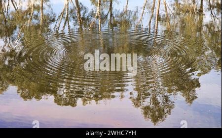 Alberi di gomma che si riflettono nel fiume Foto Stock