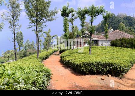 Piantagioni di tè, Mysore, India meridionale, India Foto Stock