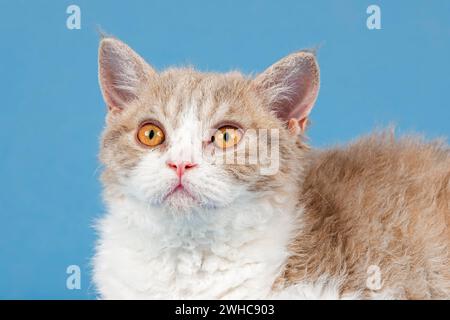 Gatto genealogico Selkirk Rex, gattino, 10 settimane di età, colore lilla sgombro tabby bianco, ritratto animale, foto studio Foto Stock