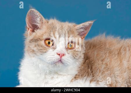 Gatto genealogico Selkirk Rex, gattino, 10 settimane di età, colore lilla sgombro tabby bianco, ritratto animale, foto studio Foto Stock