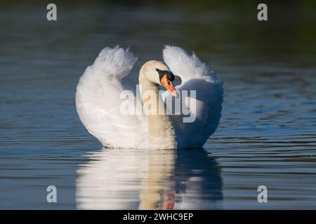 Maschio (Cob) Mute Swan (Cygnus olor) alla luce del sole e riflessi ondulati al mattino presto, Dinton Pastures Country Park, Berkshire, Regno Unito, aprile 2022 Foto Stock