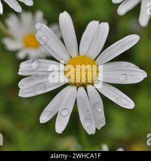 Fiore di una margherita (Leucanthemum vulgare) con gocce di pioggia, primo piano Foto Stock