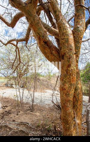 Dipteryx odorata, una specie di albero fiorito comunemente noto come cumaru in Brasile - i suoi semi sono noti come fagioli tonka ( fava-de-cumaru ) e hanno una forte fragranza simile alla fora dolce a causa del loro elevato contenuto di cumarina, sostanza con vari usi medicinali e utilizzata anche in profumeria come sostituto della vaniglia per aromatizzare il tabacco e il tabacco da fiuto e per l'estrazione dell'olio - ecosistema Caatinga, Stato di Ceara, Brasile nord-orientale. Foto Stock