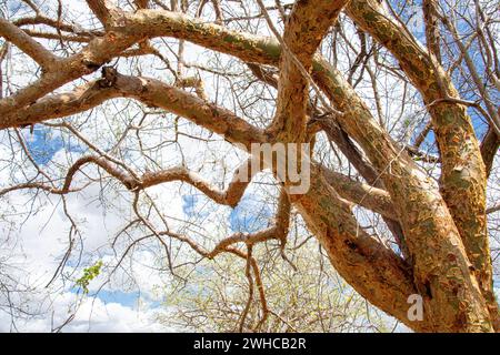Dipteryx odorata, una specie di albero fiorito comunemente noto come cumaru in Brasile - i suoi semi sono noti come fagioli tonka ( fava-de-cumaru ) e hanno una forte fragranza simile alla fora dolce a causa del loro elevato contenuto di cumarina, sostanza con vari usi medicinali e utilizzata anche in profumeria come sostituto della vaniglia per aromatizzare il tabacco e il tabacco da fiuto e per l'estrazione dell'olio - ecosistema Caatinga, Stato di Ceara, Brasile nord-orientale. Foto Stock
