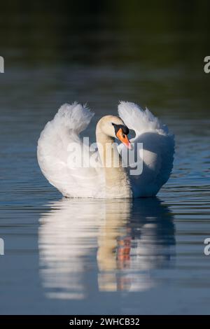 Maschio (Cob) Mute Swan (Cygnus olor) alla luce del sole e riflessi ondulati al mattino presto, Dinton Pastures Country Park, Berkshire, Regno Unito, aprile 2022 Foto Stock