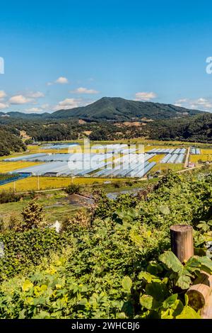 Paesaggio di terreni agricoli rurali con filari di serre nella valle di montagna in Corea del Sud Foto Stock