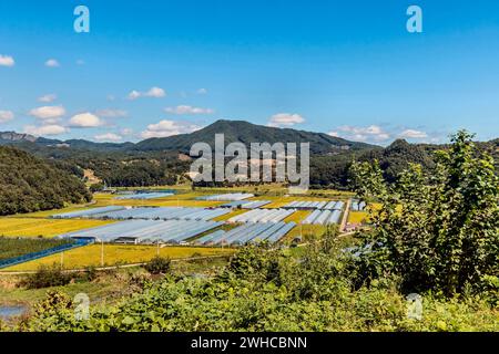 Paesaggio di terreni agricoli rurali con filari di serre nella valle di montagna in Corea del Sud Foto Stock