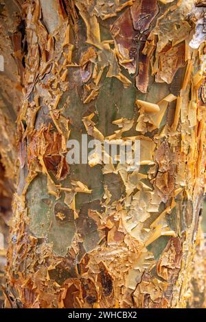 Dipteryx odorata, una specie di albero fiorito comunemente noto come cumaru in Brasile - i suoi semi sono noti come fagioli tonka ( fava-de-cumaru ) e hanno una forte fragranza simile alla fora dolce a causa del loro elevato contenuto di cumarina, sostanza con vari usi medicinali e utilizzata anche in profumeria come sostituto della vaniglia per aromatizzare il tabacco e il tabacco da fiuto e per l'estrazione dell'olio - ecosistema Caatinga, Stato di Ceara, Brasile nord-orientale. Foto Stock
