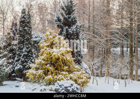 Paesaggio invernale di bellissimi alberi sempreverdi in un parco pubblico coperto di soffice neve bianca in Corea del Sud Foto Stock