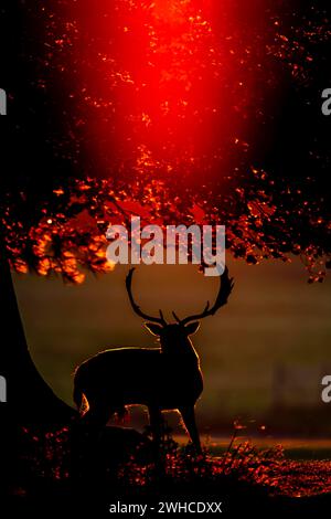 Daino (Dama dama) maschio adulto in piedi in un bosco al tramonto, Inghilterra, Regno Unito Foto Stock