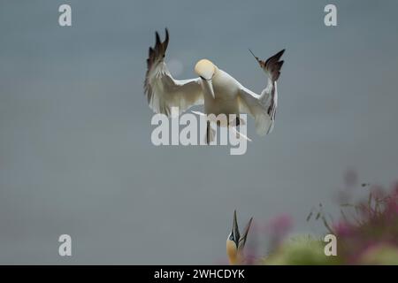Gannet settentrionale (Morus bassanus) uccello adulto in volo che arriva a terra su una scogliera con un altro uccello che lo avverte di andare via, Yorkshire, Inghilterra Foto Stock