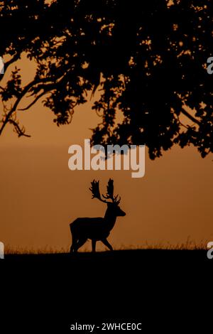 Daino (Dama dama) maschio adulto in piedi in un bosco al tramonto, Inghilterra, Regno Unito Foto Stock